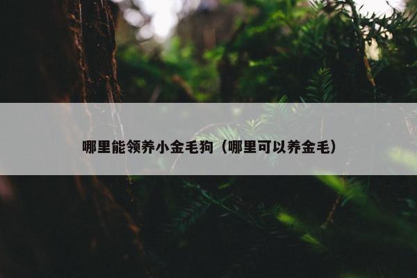 哪里能领养小金毛狗（哪里可以养金毛）