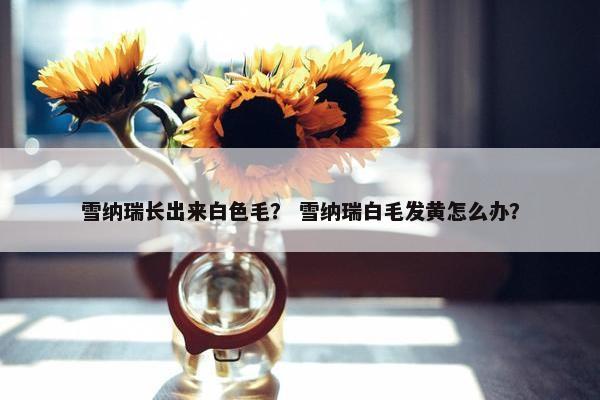 雪纳瑞长出来白色毛？ 雪纳瑞白毛发黄怎么办？