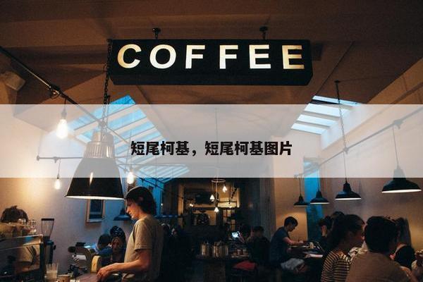 短尾柯基，短尾柯基图片