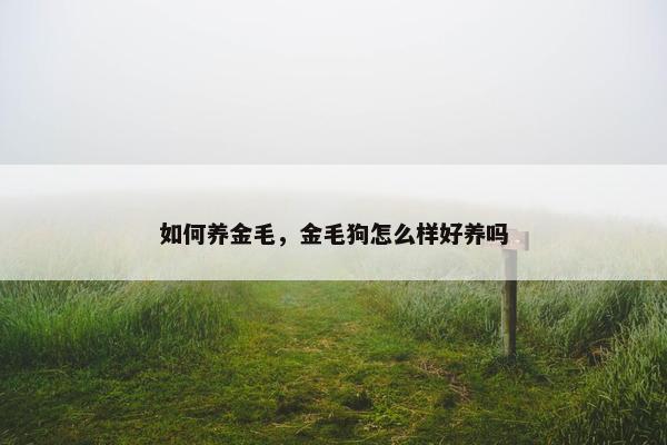 如何养金毛，金毛狗怎么样好养吗