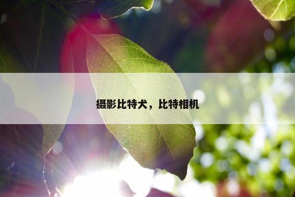 摄影比特犬，比特相机