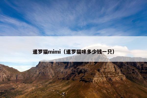 暹罗猫mimi（暹罗猫咪多少钱一只）