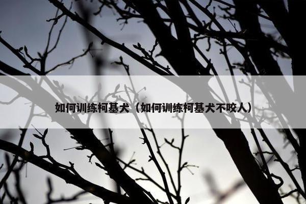 如何训练柯基犬（如何训练柯基犬不咬人）