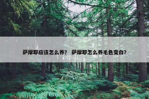 萨摩耶应该怎么养？ 萨摩耶怎么养毛色变白？