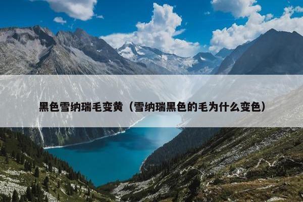 黑色雪纳瑞毛变黄（雪纳瑞黑色的毛为什么变色）