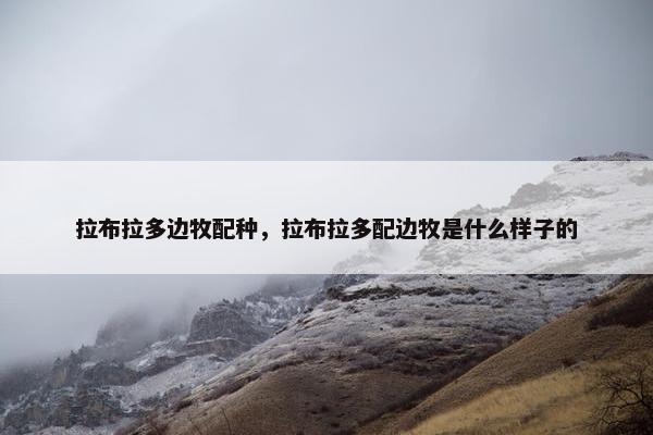 拉布拉多边牧配种，拉布拉多配边牧是什么样子的