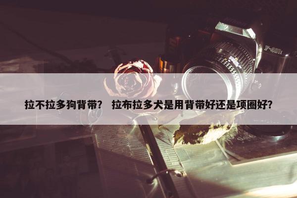 拉不拉多狗背带？ 拉布拉多犬是用背带好还是项圈好？