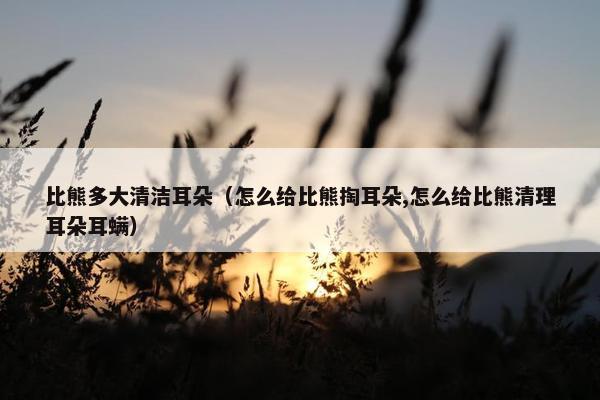 比熊多大清洁耳朵（怎么给比熊掏耳朵,怎么给比熊清理耳朵耳螨）