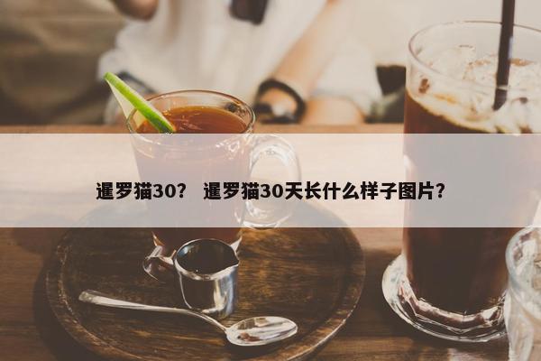 暹罗猫30？ 暹罗猫30天长什么样子图片？