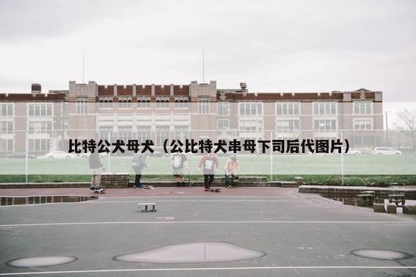 比特公犬母犬（公比特犬串母下司后代图片）