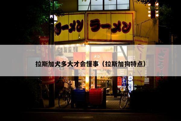 拉斯加犬多大才会懂事（拉斯加狗特点）