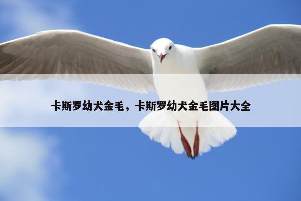 卡斯罗幼犬金毛，卡斯罗幼犬金毛图片大全