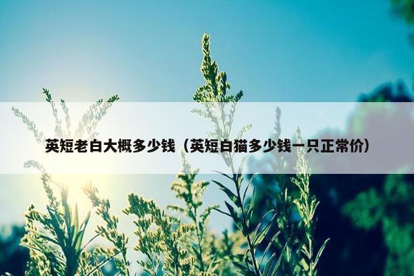 英短老白大概多少钱（英短白猫多少钱一只正常价）