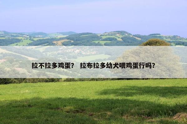 拉不拉多鸡蛋？ 拉布拉多幼犬喂鸡蛋行吗？
