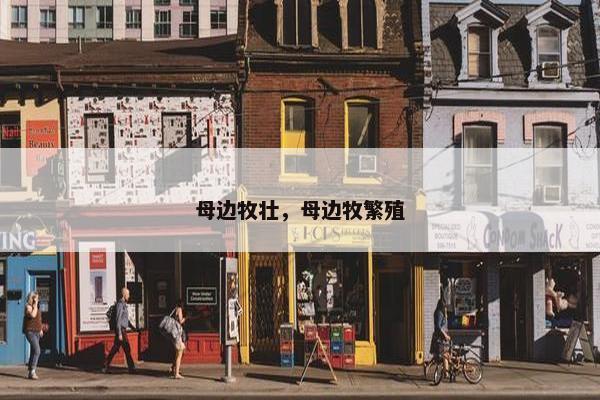 母边牧壮，母边牧繁殖