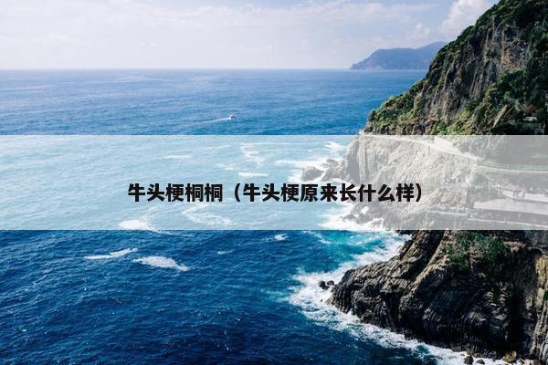 牛头梗桐桐（牛头梗原来长什么样）