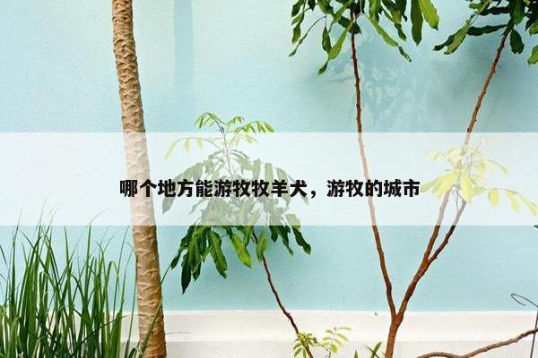 哪个地方能游牧牧羊犬，游牧的城市
