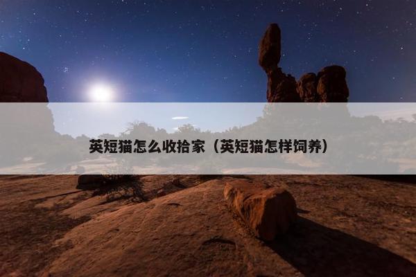 英短猫怎么收拾家（英短猫怎样饲养）