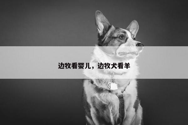 边牧看婴儿，边牧犬看羊