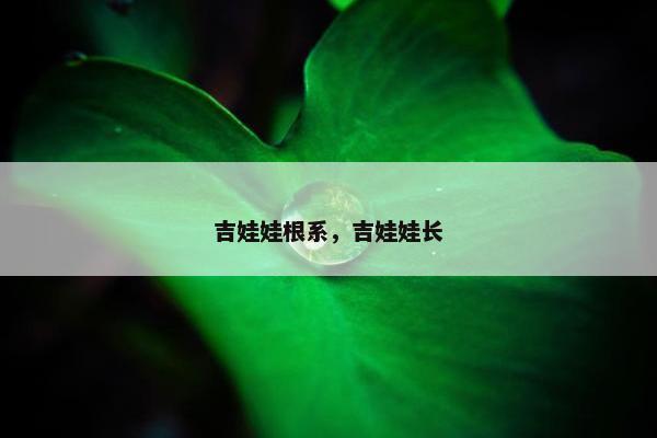 吉娃娃根系，吉娃娃长