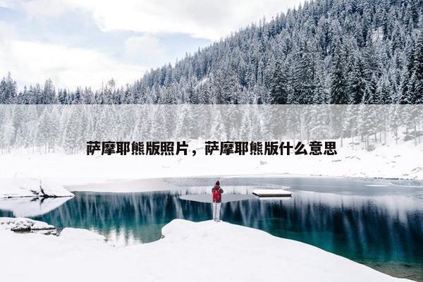 萨摩耶熊版照片，萨摩耶熊版什么意思