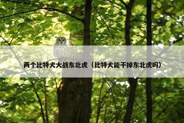 两个比特犬大战东北虎（比特犬能干掉东北虎吗）