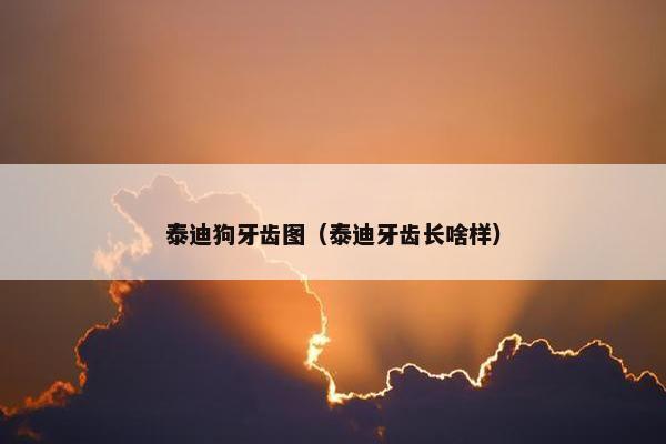 泰迪狗牙齿图（泰迪牙齿长啥样）