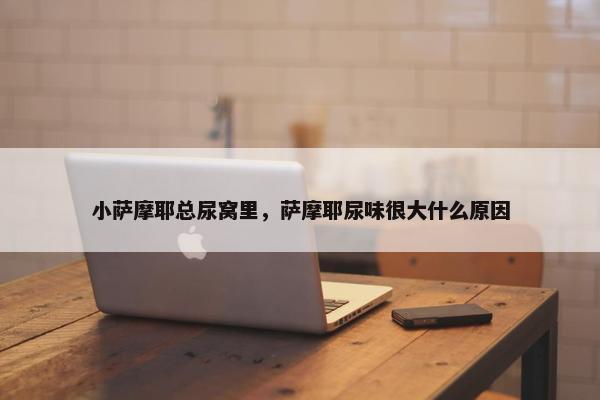 小萨摩耶总尿窝里，萨摩耶尿味很大什么原因