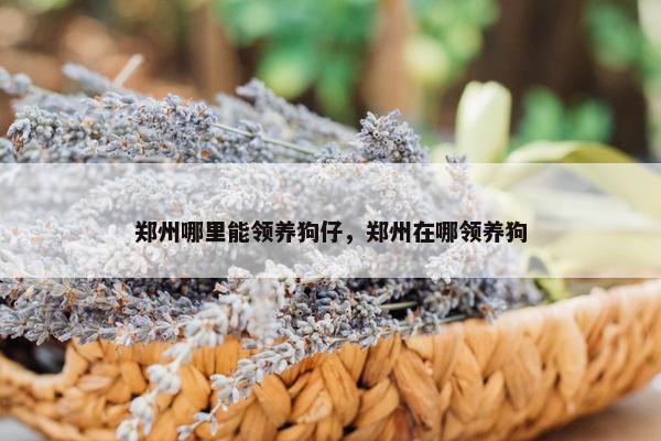 郑州哪里能领养狗仔，郑州在哪领养狗