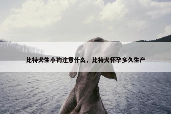 比特犬生小狗注意什么，比特犬怀孕多久生产
