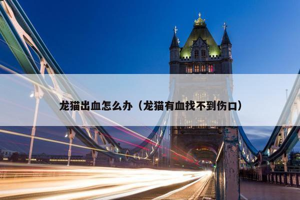 龙猫出血怎么办（龙猫有血找不到伤口）