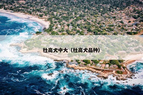 杜高犬中大（杜高犬品种）
