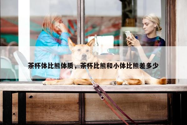 茶杯体比熊体质，茶杯比熊和小体比熊差多少
