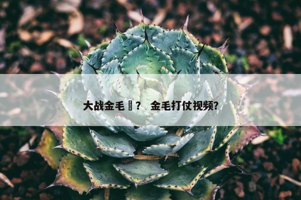 大战金毛犼？ 金毛打仗视频？