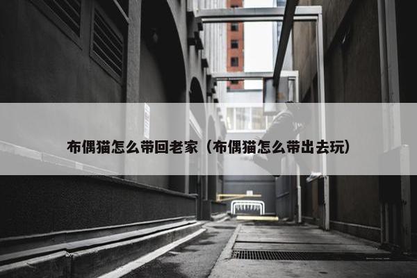 布偶猫怎么带回老家（布偶猫怎么带出去玩）