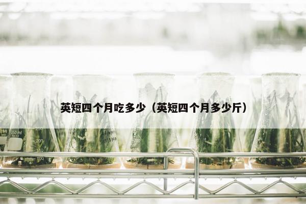 英短四个月吃多少（英短四个月多少斤）