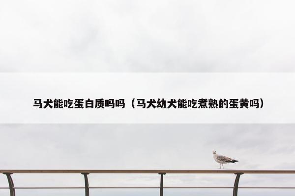马犬能吃蛋白质吗吗（马犬幼犬能吃煮熟的蛋黄吗）