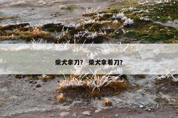 柴犬拿刀？ 柴犬拿着刀？