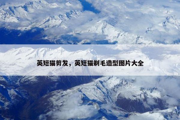 英短猫剪发，英短猫剃毛造型图片大全