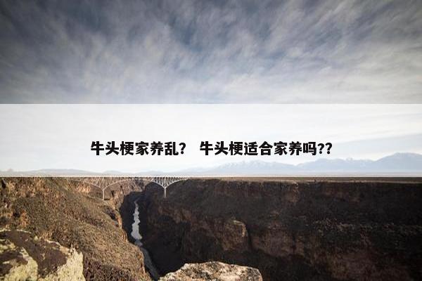 牛头梗家养乱？ 牛头梗适合家养吗?？