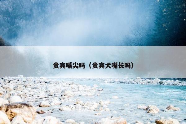 贵宾嘴尖吗（贵宾犬嘴长吗）