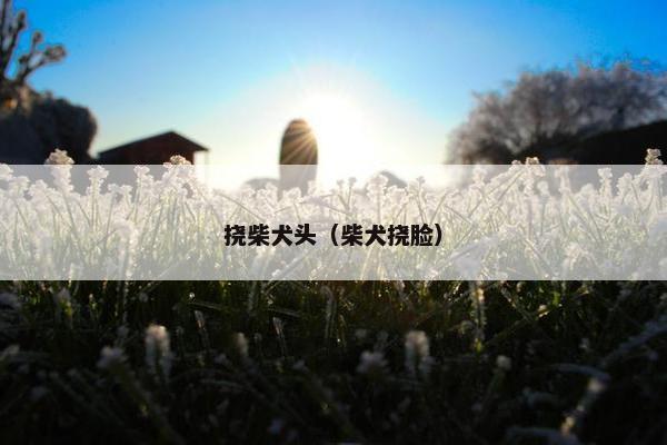 挠柴犬头（柴犬挠脸）