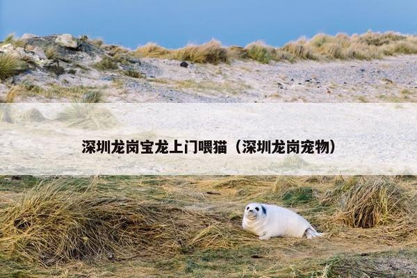 深圳龙岗宝龙上门喂猫（深圳龙岗宠物）