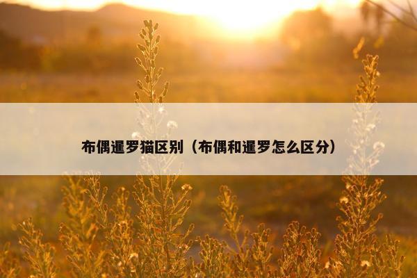 布偶暹罗猫区别（布偶和暹罗怎么区分）