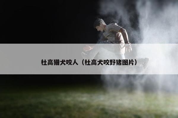 杜高猎犬咬人（杜高犬咬野猪图片）