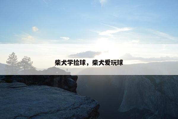 柴犬学捡球，柴犬爱玩球