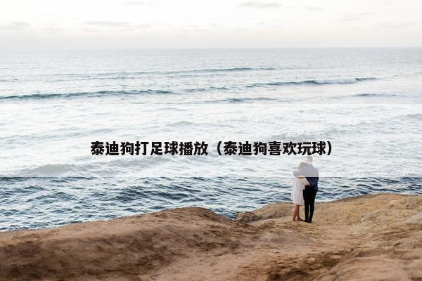 泰迪狗打足球播放（泰迪狗喜欢玩球）
