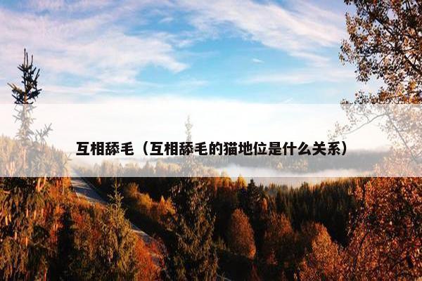 互相舔毛（互相舔毛的猫地位是什么关系）