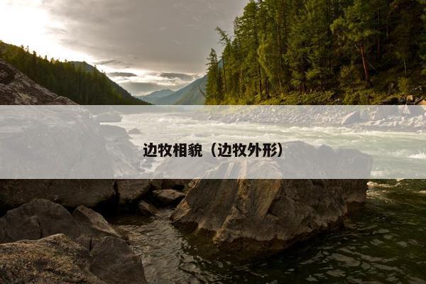 边牧相貌（边牧外形）