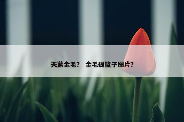 天蓝金毛？ 金毛提篮子图片？